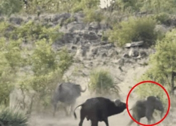 not near dangerous bay attack wild boar to rescue the life of the elephant and its child 119692