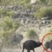not near dangerous bay attack wild boar to rescue the life of the elephant and its child 119692