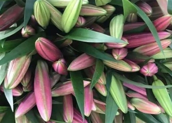 note 6 tips for the tet flower season to choose beautiful affordable and long lasting flowers 118572
