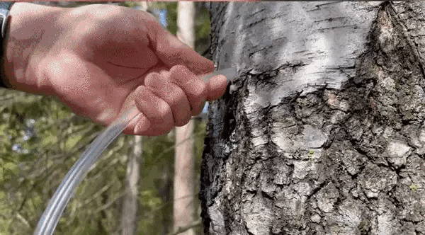 Then insert a tube and wait for the sap to flow slowly