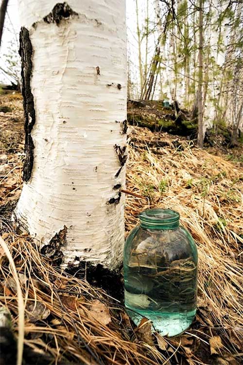 Birch sap has numerous benefits in life