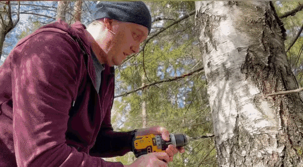 First, drill a small hole in the birch tree trunk...