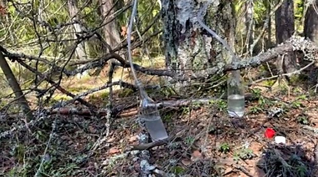 Old birch trees filled with fragrant sap