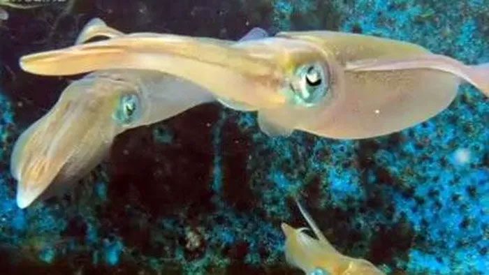 This squid species has been bred stably over 10 generations without any issues.