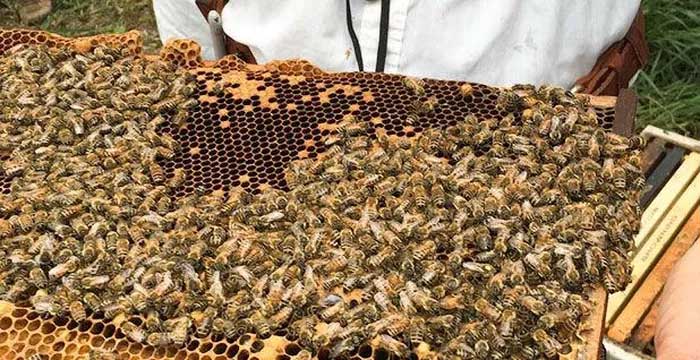 Honeybees in North America