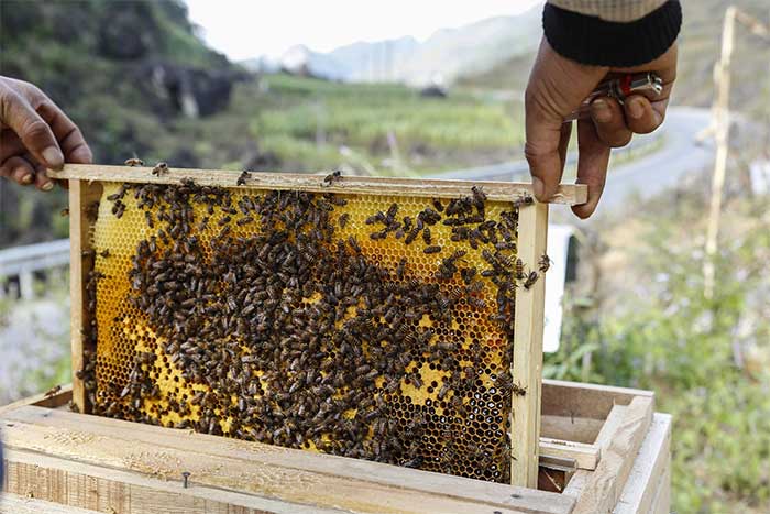 There are over 20,000 species of bees worldwide, and each country has its own native species