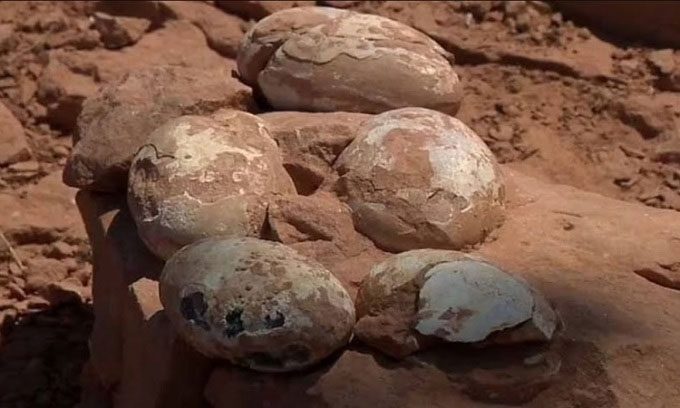 The intact eggs after 60 million years under sediment.
