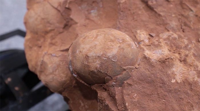 Fossilized dinosaur eggs dating back to the late Cretaceous period, approximately 80 million years ago.