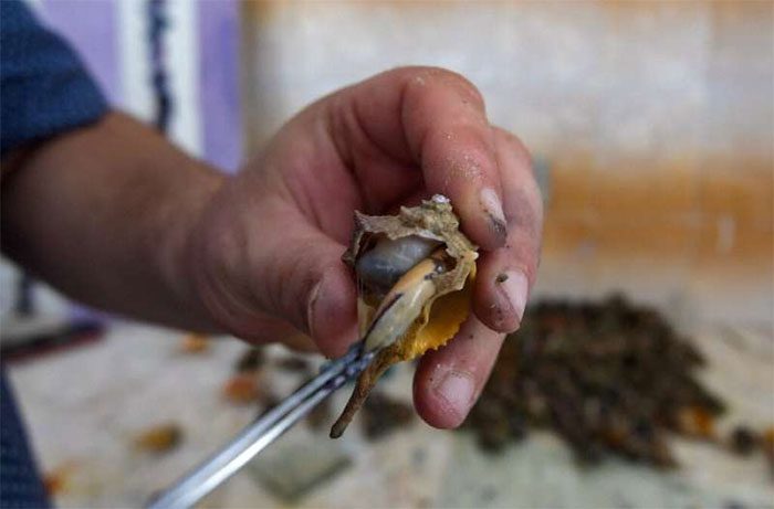 The special snail that produces the purple dye.