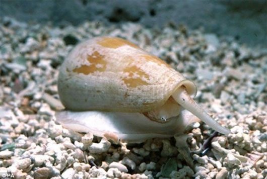 Developing Super Painkillers from Cone Snail Venom