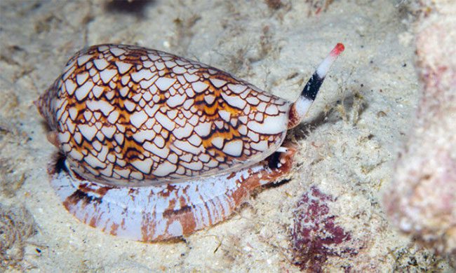 Cone Snail