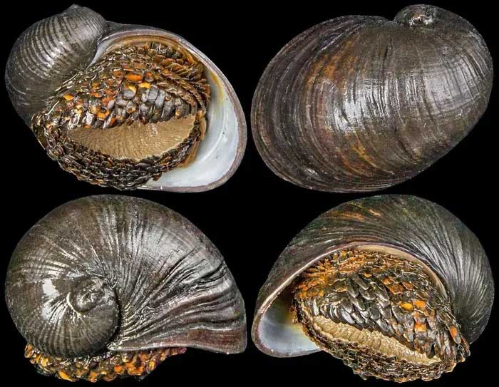 Scaly-foot snail added to the Red List of the International Union for Conservation of Nature.