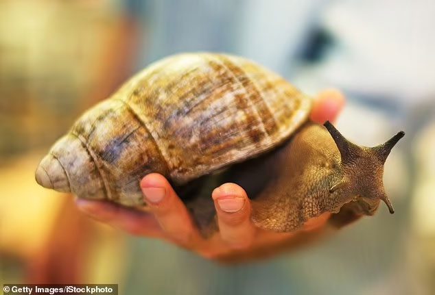 This species of snail carries lungworm parasites, causing meningitis in humans.
