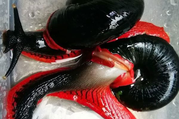 Giant Fire Snail prefers humid environments and a calcium-rich diet
