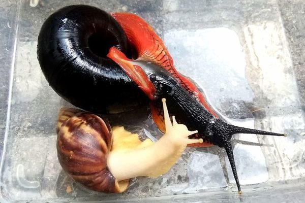Fire Snail