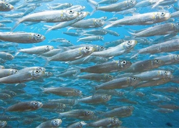 ocean giant puffers affected by plastic pollution and the planet warms up 119015