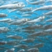 ocean giant puffers affected by plastic pollution and the planet warms up 119015
