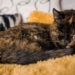 oldest cat in the world sets guinness record 124532