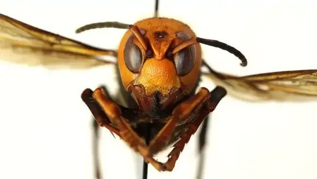 Asian Giant Hornet
