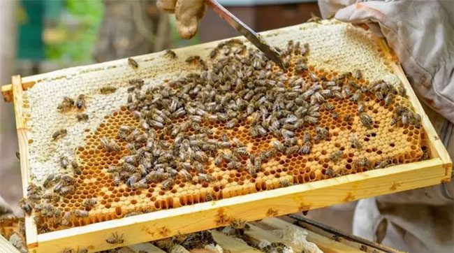 Bees are the most important creatures for humans and the environment.