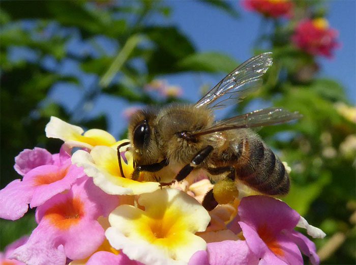 Insects can also feel pain just like humans.