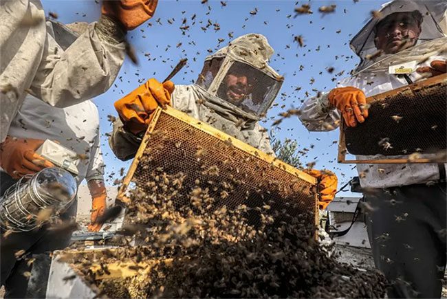 The Deformed Wing Virus is the biggest threat to honeybees today.
