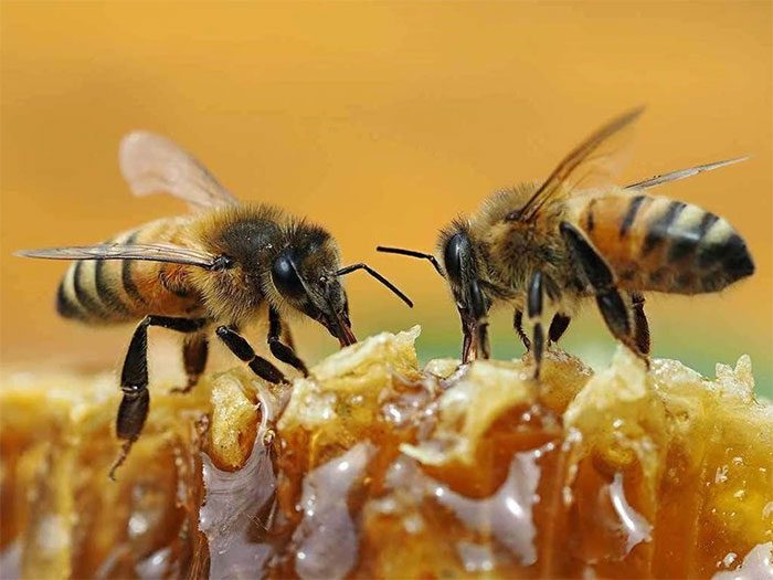 Bees trained to associate odd numbers with sugar water learn faster.