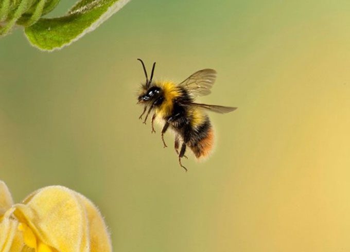 A honeybee in flight.
