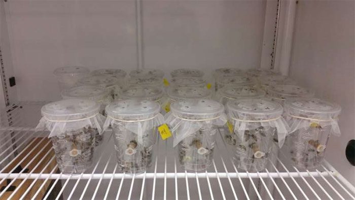 The overall decline in honey bee lifespan is likely not dependent on environmental factors