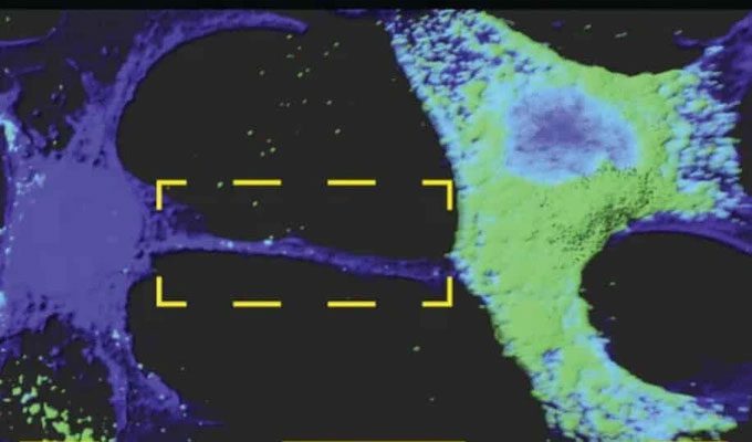 Nanotubes allow SARS-CoV-2 virus to move into nerve cells.