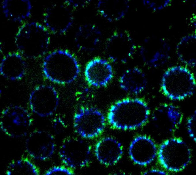 Leak-proof nanotubes.