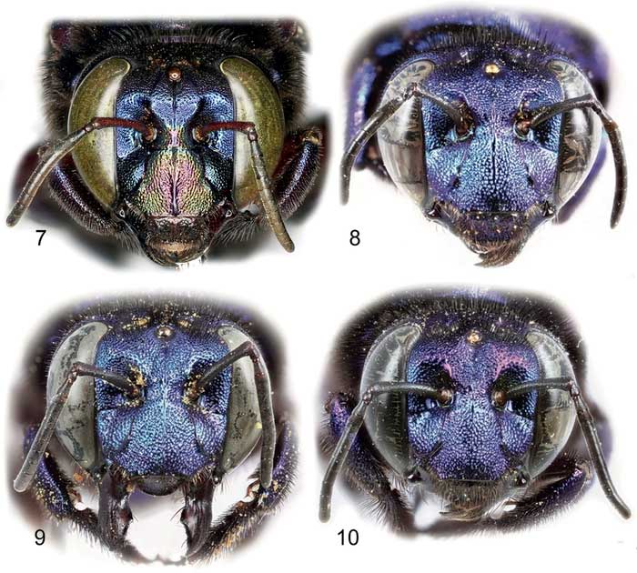 Orchid bees can be considered living jewels in the insect world