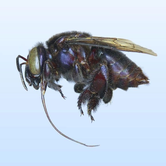 In fact, orchid bees do not produce honey