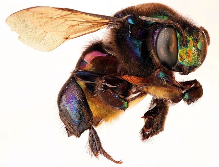 There are about 200 different species of orchid bees worldwide