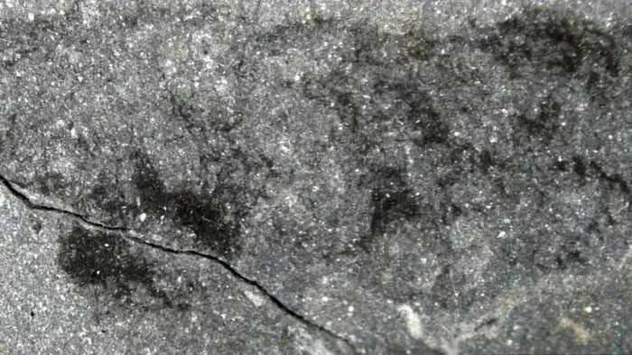 Curious specimens found at a quarry in Wales