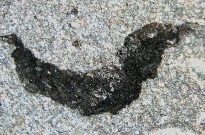 The smaller specimen among the two, measuring only 1/10 inch.