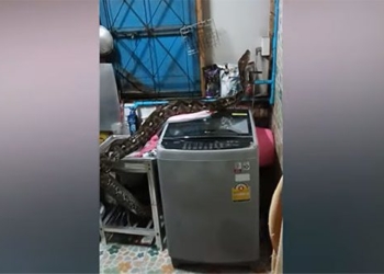 our family has a shock when discovering a monster bursting up from the kitchen drain 123129