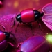 pantone announces color of the year 2023 viva magenta 124592