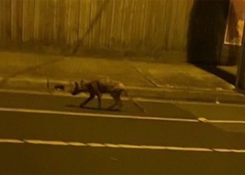 people are excited to see wildlife appear on the streets of australia 118996