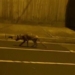 people are excited to see wildlife appear on the streets of australia 118996