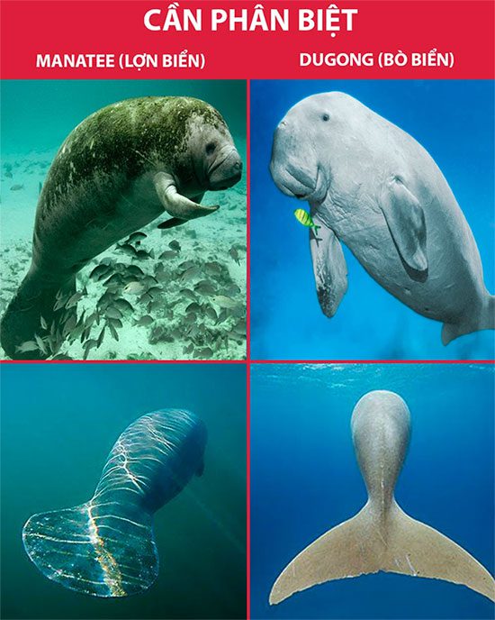 Differences between the tails of Dugongs and Manatees.