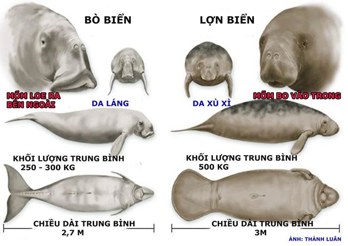 Distinguishing between Dugongs and Manatees.