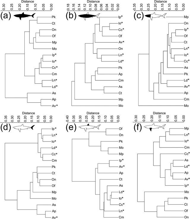 Analytical model shows morphological similarities among 15 existing Lamniformes species