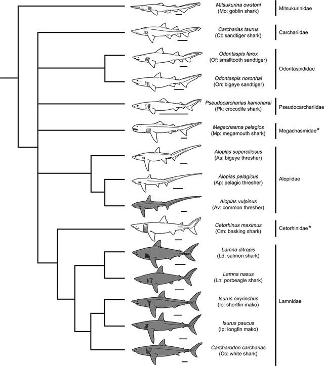 Fifteen species in the Lamniformes order still exist.
