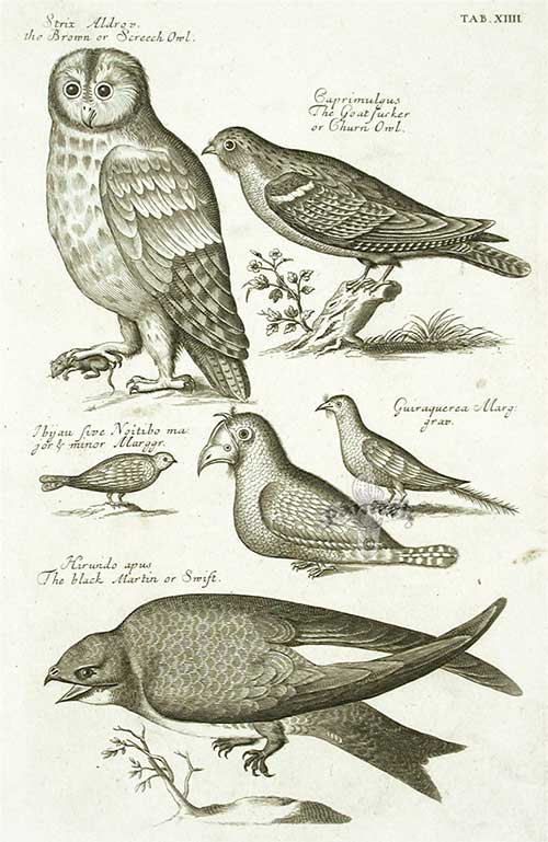 Some bird species described in 'The Ornithology'.