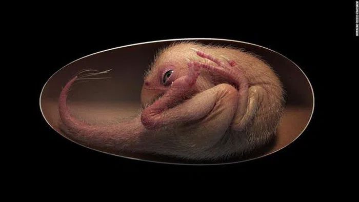 Baby Ying is a duck-billed dinosaur.