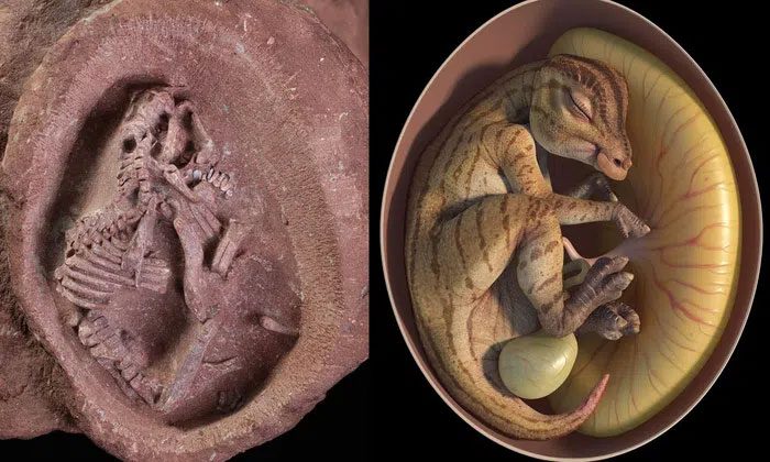 The most complete duck-billed dinosaur embryo found in China.