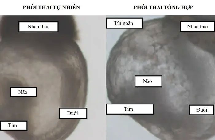 Comparison between natural and synthetic mouse embryos.