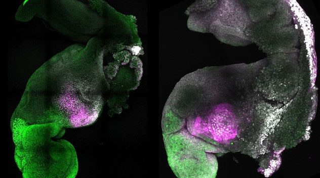 Natural and synthetic embryos placed side by side.