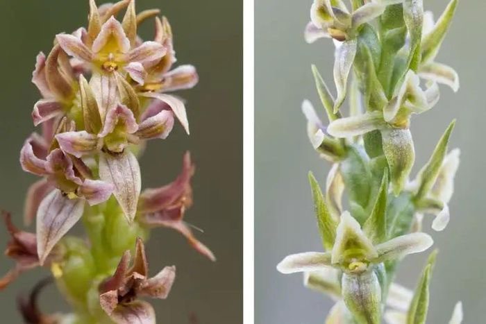 Western Mignonette Leek Orchid.